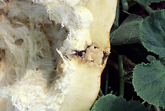 Bacterial fruit blotch