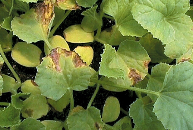 Bacterial fruit blotch