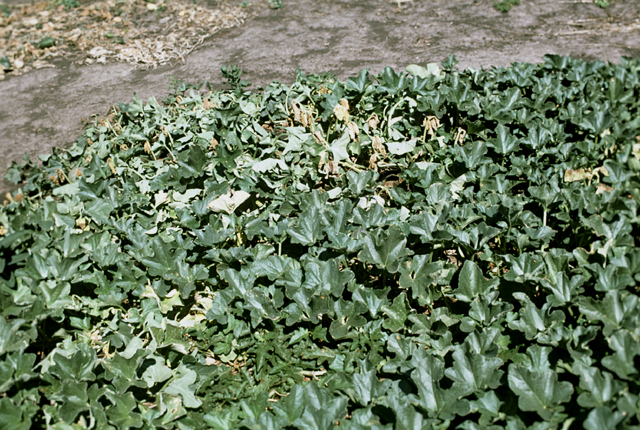 Bacterial wilt
