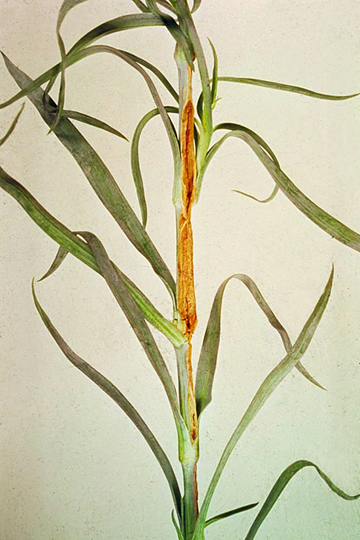 Bacterial wilt