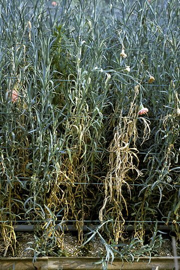 Bacterial wilt