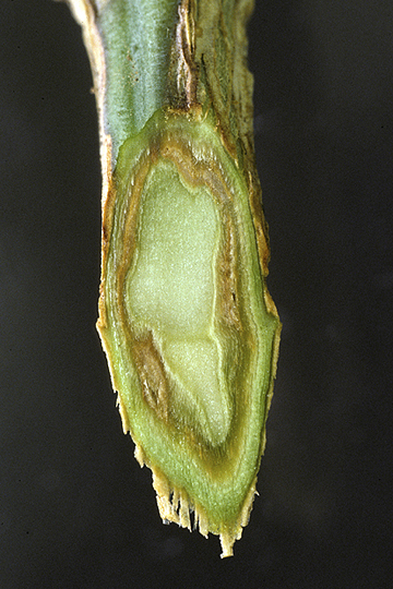 Bacterial wilt