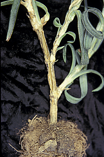 Bacterial wilt