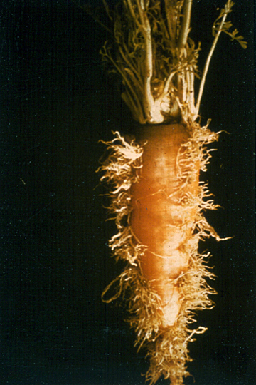 Carrot yellows