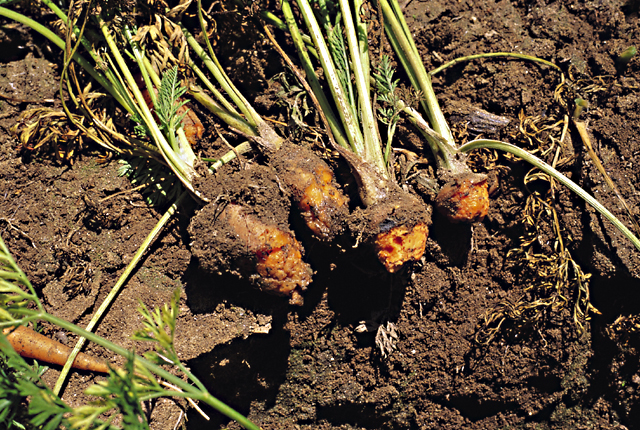 Bacterial soft rot