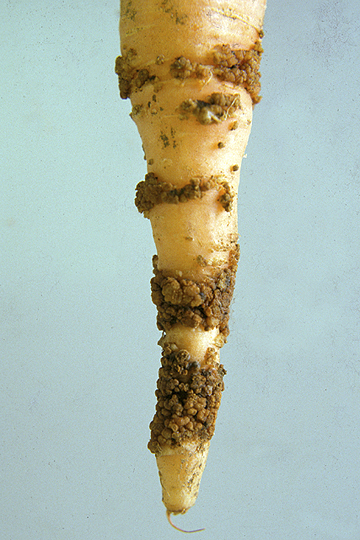 Bacterial gall