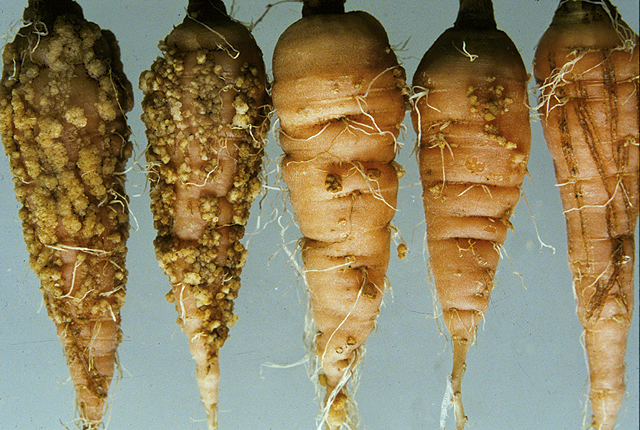 Bacterial gall