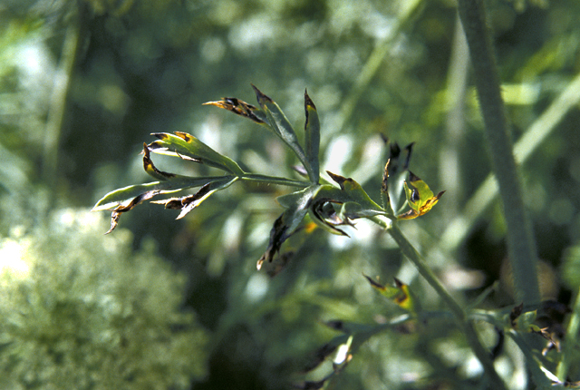 Bacterial leaf blight