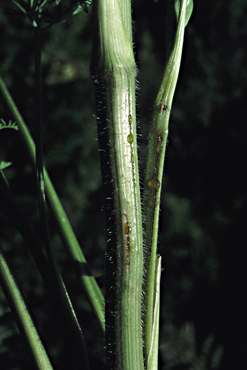 Bacterial leaf blight