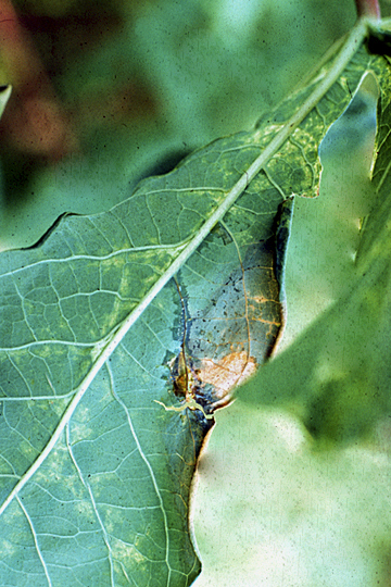 Bacterial blight