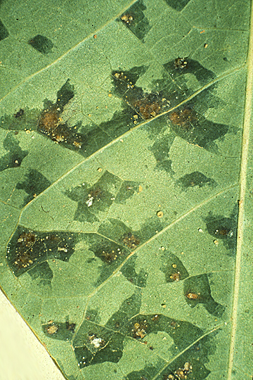 Bacterial blight