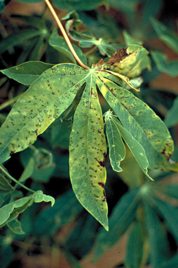 Bacterial leaf spot (Bacterial necrosis)