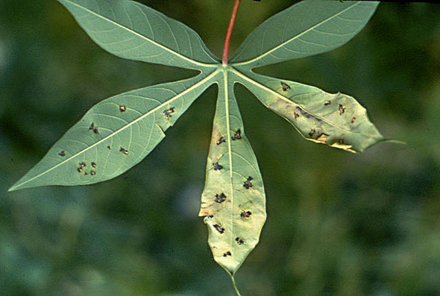 Bacterial leaf spot (Bacterial necrosis)