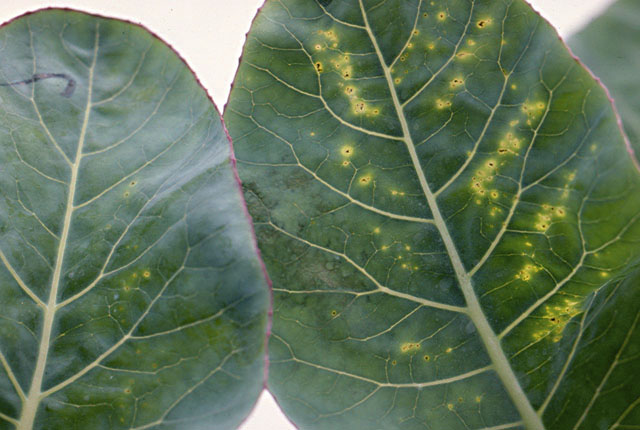 Bacterial leaf spot (Head rot)
