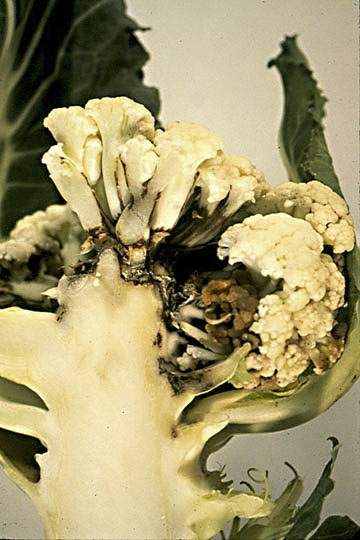 Bacterial leaf spot (Head rot)