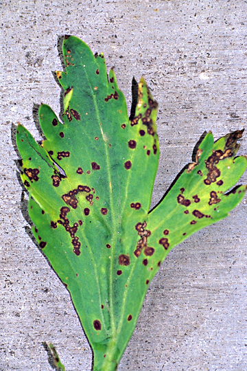Bacterial blight (Brown stem)