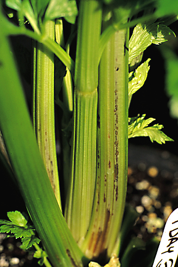 Bacterial blight (Brown stem)