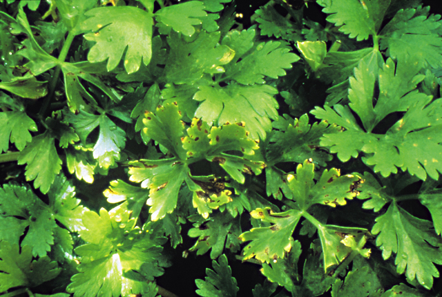 Bacterial leaf spot