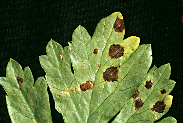 Bacterial leaf spot