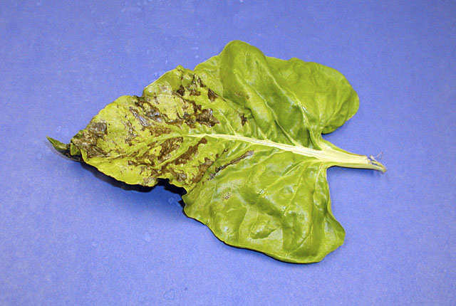 Bacterial leaf spot of chard