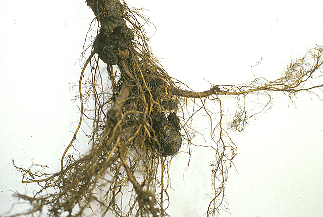 Crown gall