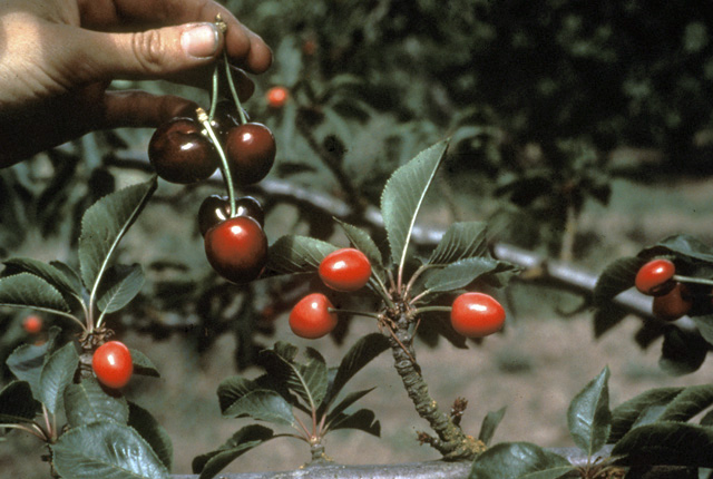 X-disease (Western X) or buckskin