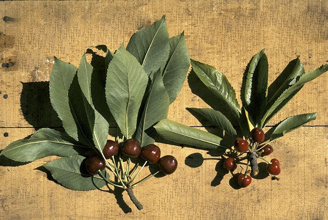 X-disease (Western X) or buckskin