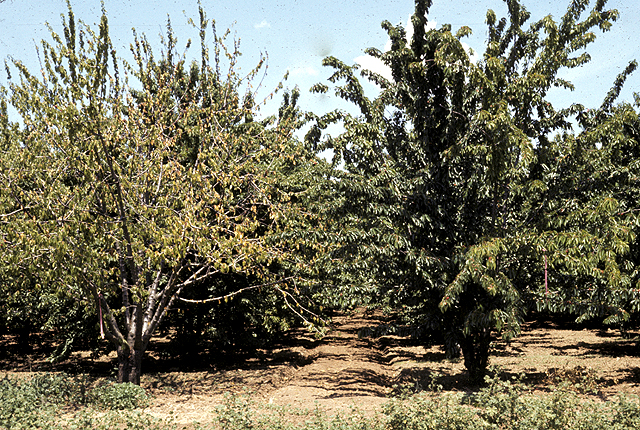 X-disease (Western X) or buckskin