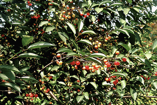 X-disease (Western X) or buckskin