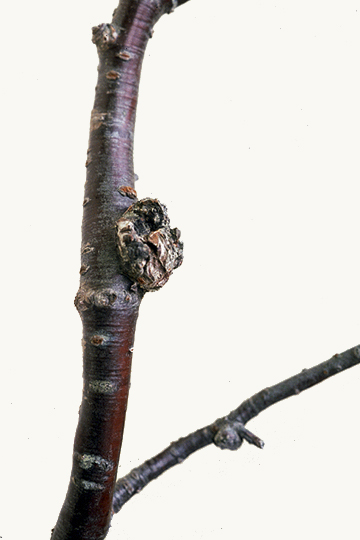 Bacterial gall