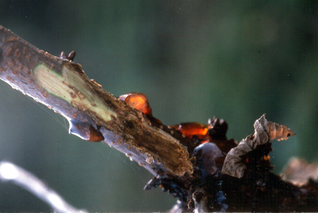 Bacterial canker