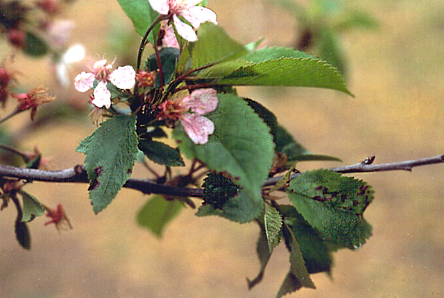 Bacterial canker