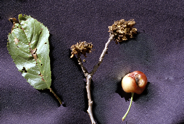Bacterial canker