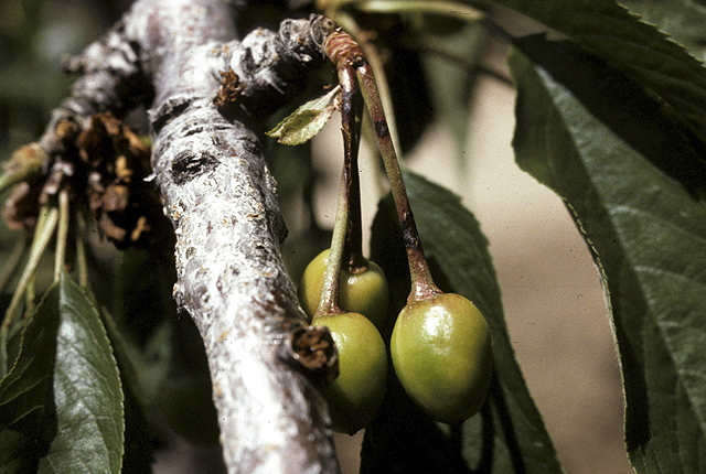 Bacterial canker