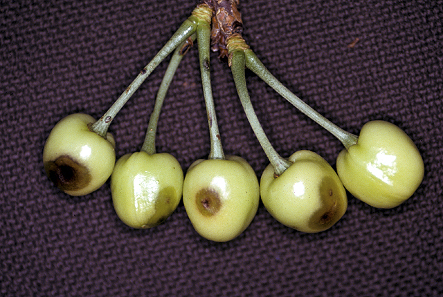 Bacterial canker