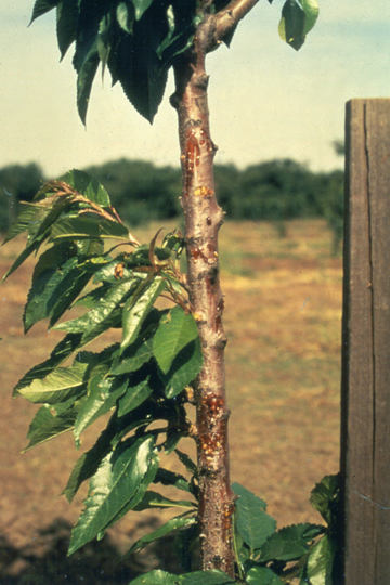 Bacterial canker