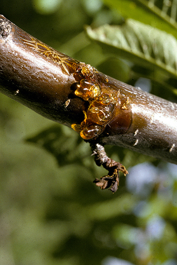 Bacterial canker