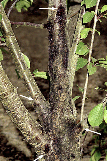 Bacterial canker