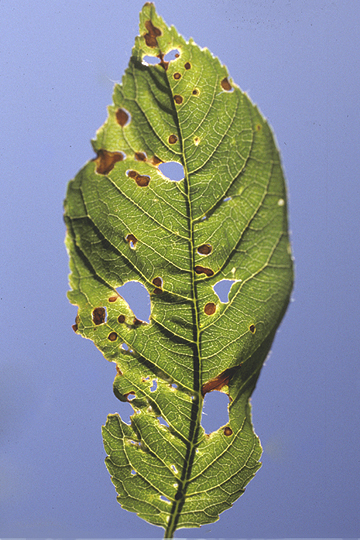 Bacterial canker