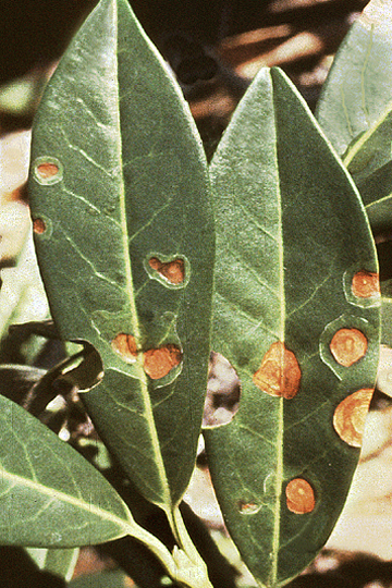 Bacterial leaf spot