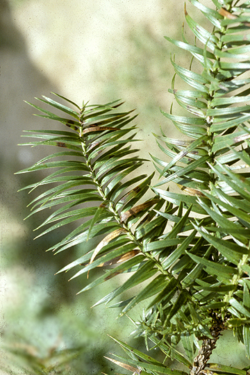 Bacterial needle blight