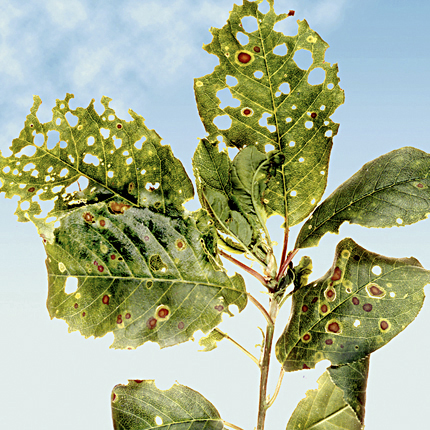 X-disease (Eastern X)
