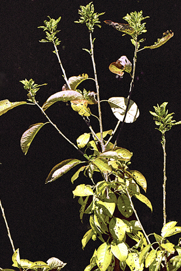 X-disease (Eastern X)