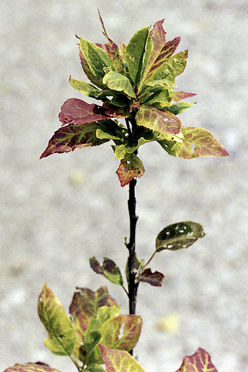 X-disease (Eastern X)