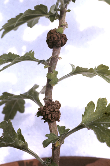 Crown gall