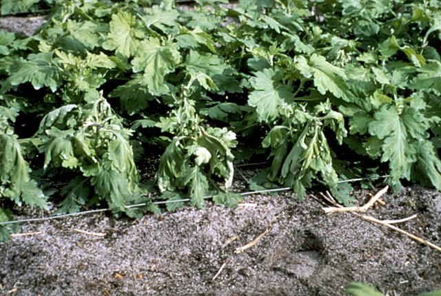 Bacterial wilt and blight