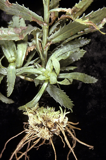 Bacterial fasciation (Leafy gall)