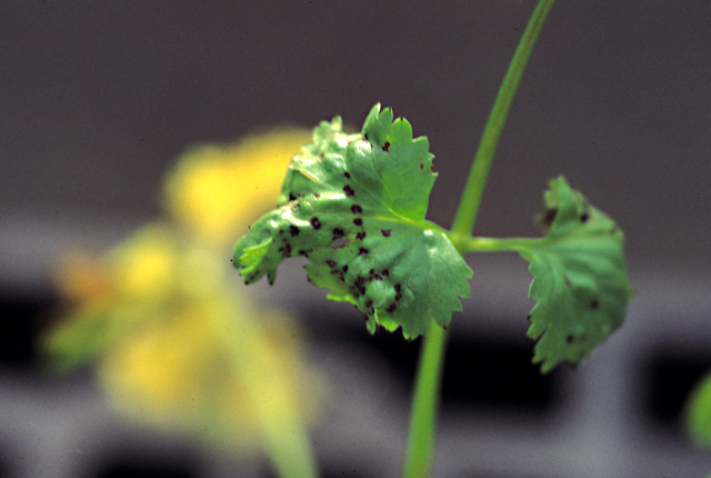 Bacterial leaf spot
