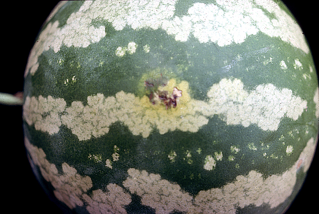 Bacterial fruit blotch
