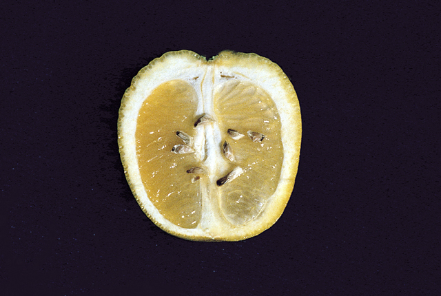 Citrus stubborn disease